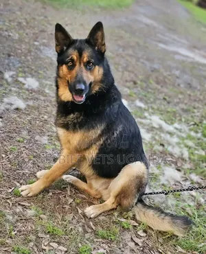 6-12 months Male Purebred German Shepherd