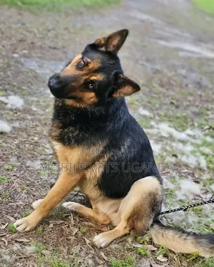 6-12 months Female Purebred German Shepherd