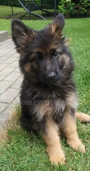 1-3 months Female Purebred German Shepherd