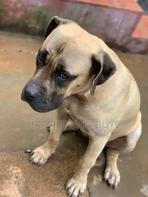 3-6 months Male Purebred Boerboel