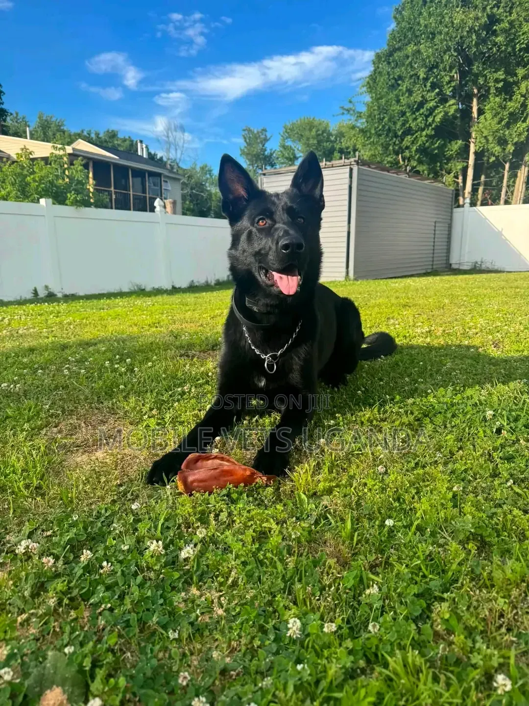 3-6 months Male Purebred German Shepherd