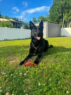 3-6 months Male Purebred German Shepherd