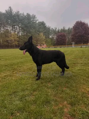 1+ year Female Purebred German Shepherd