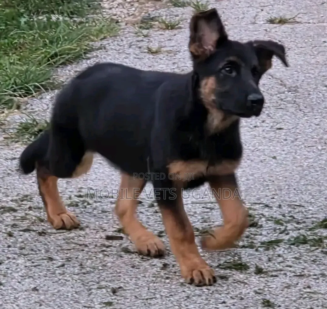 1-3 months Male Purebred German Shepherd