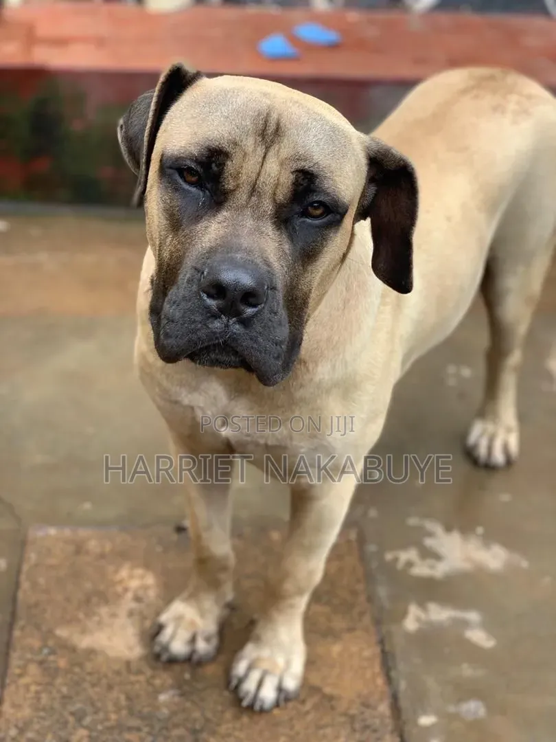 3-6 months Male Purebred Boerboel