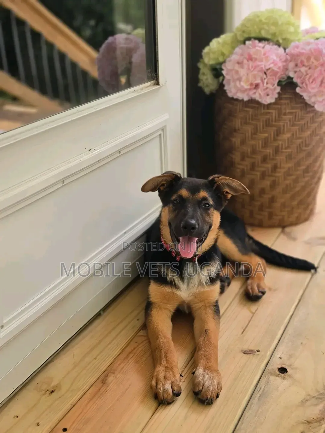 1-3 months Male Purebred German Shepherd