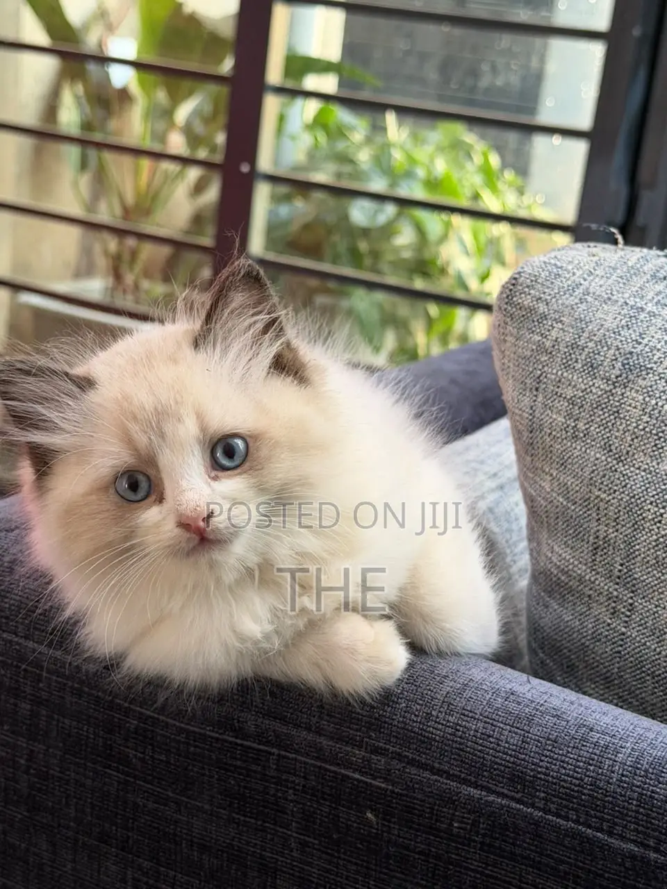 1-3 months Female Purebred Ragdoll