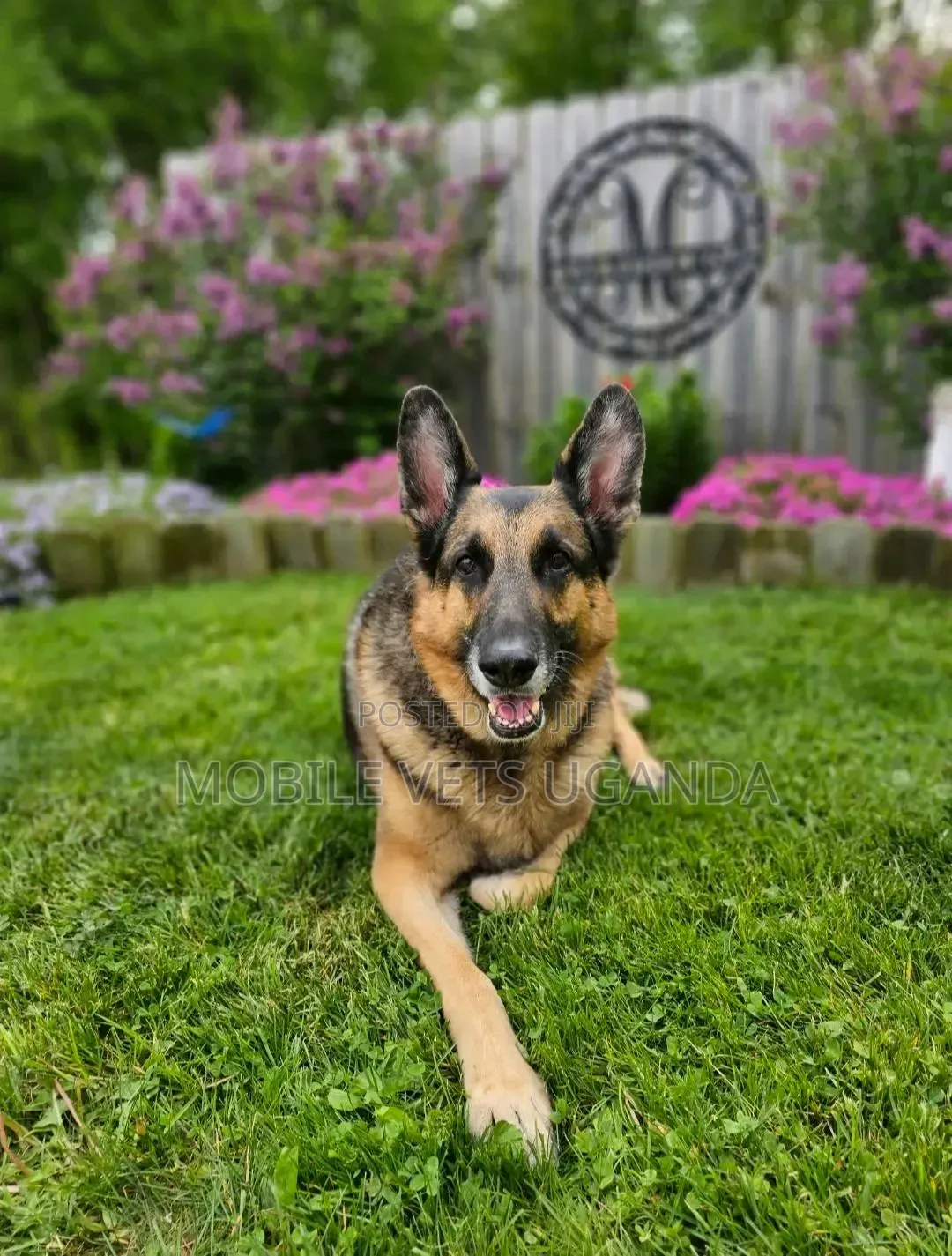 6-12 months Female Purebred German Shepherd