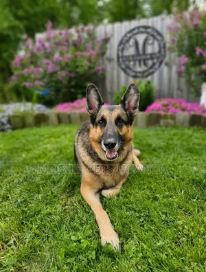 6-12 months Female Purebred German Shepherd