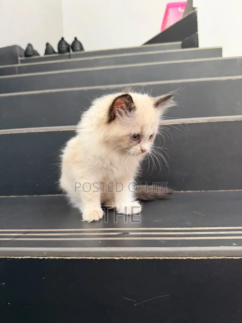 1-3 months Male Purebred Ragdoll