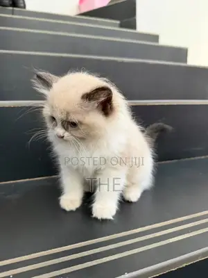 1-3 months Male Purebred Ragdoll