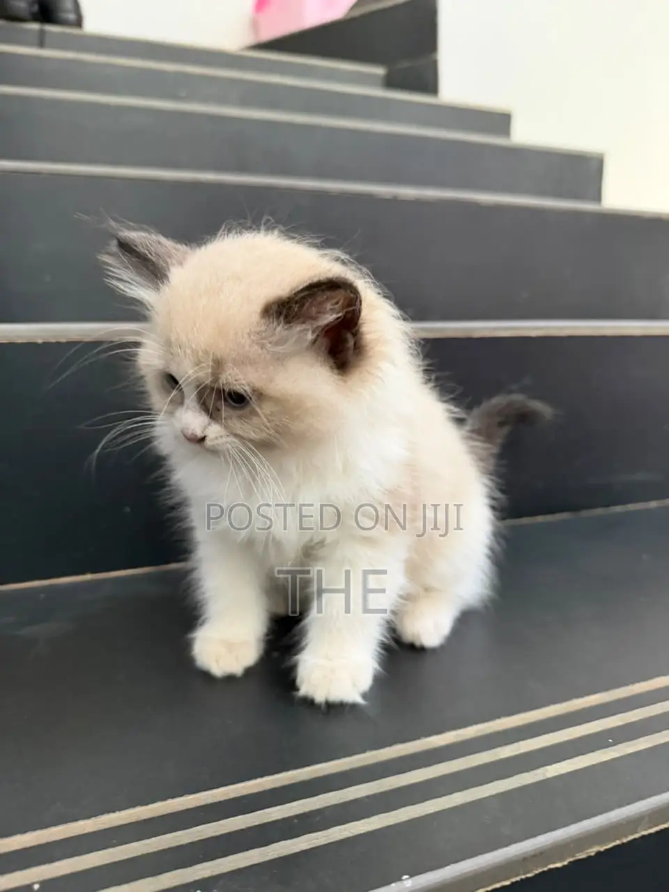 1-3 months Male Purebred Ragdoll