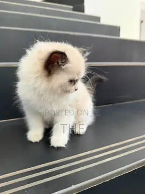 1-3 months Male Purebred Ragdoll
