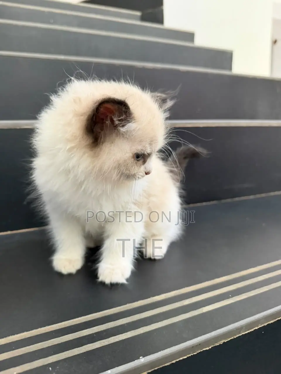 1-3 months Male Purebred Ragdoll