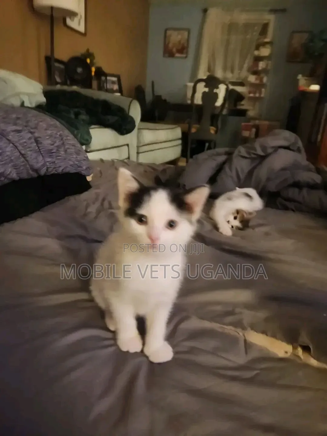 1-3 months Female Purebred Balinese