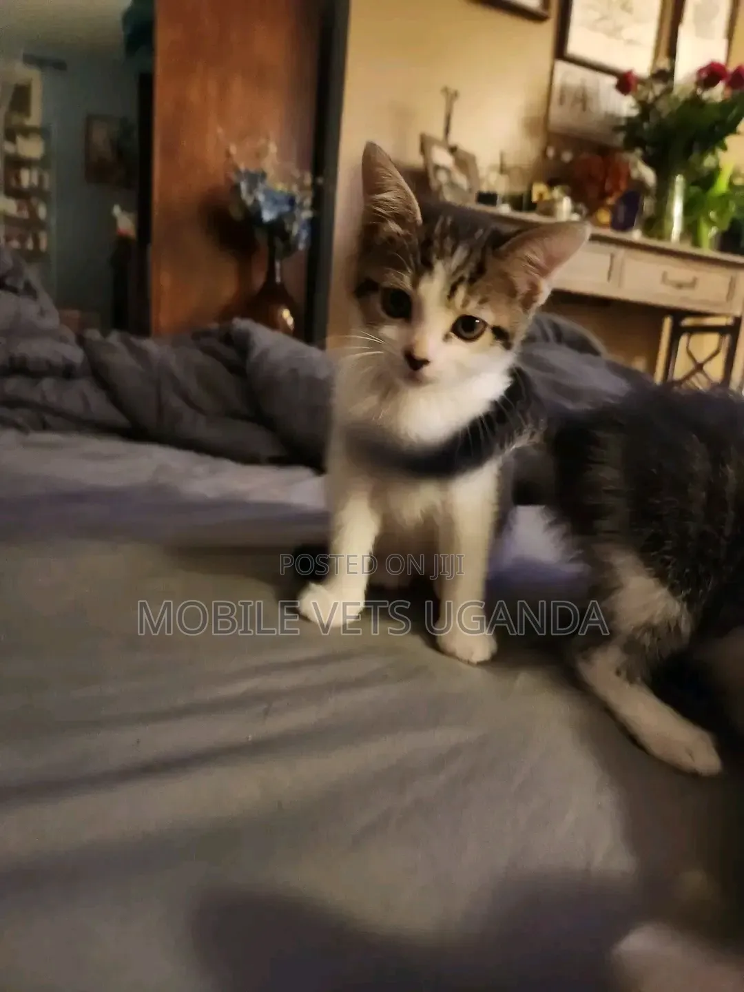 0-1 month Male Purebred Exotic