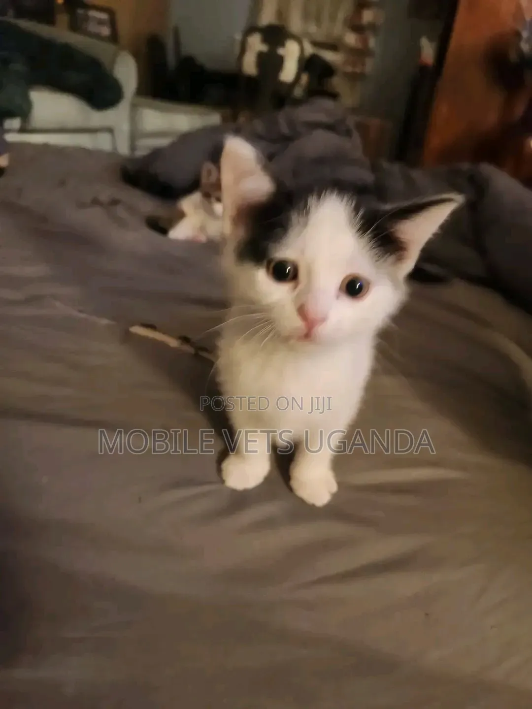 1-3 months Male Purebred Cornish Rex