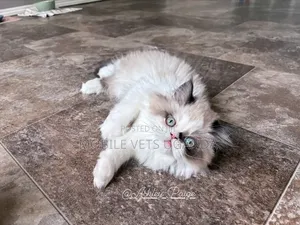 0-1 month Female Purebred Persian