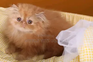 1-3 months Female Purebred Persian