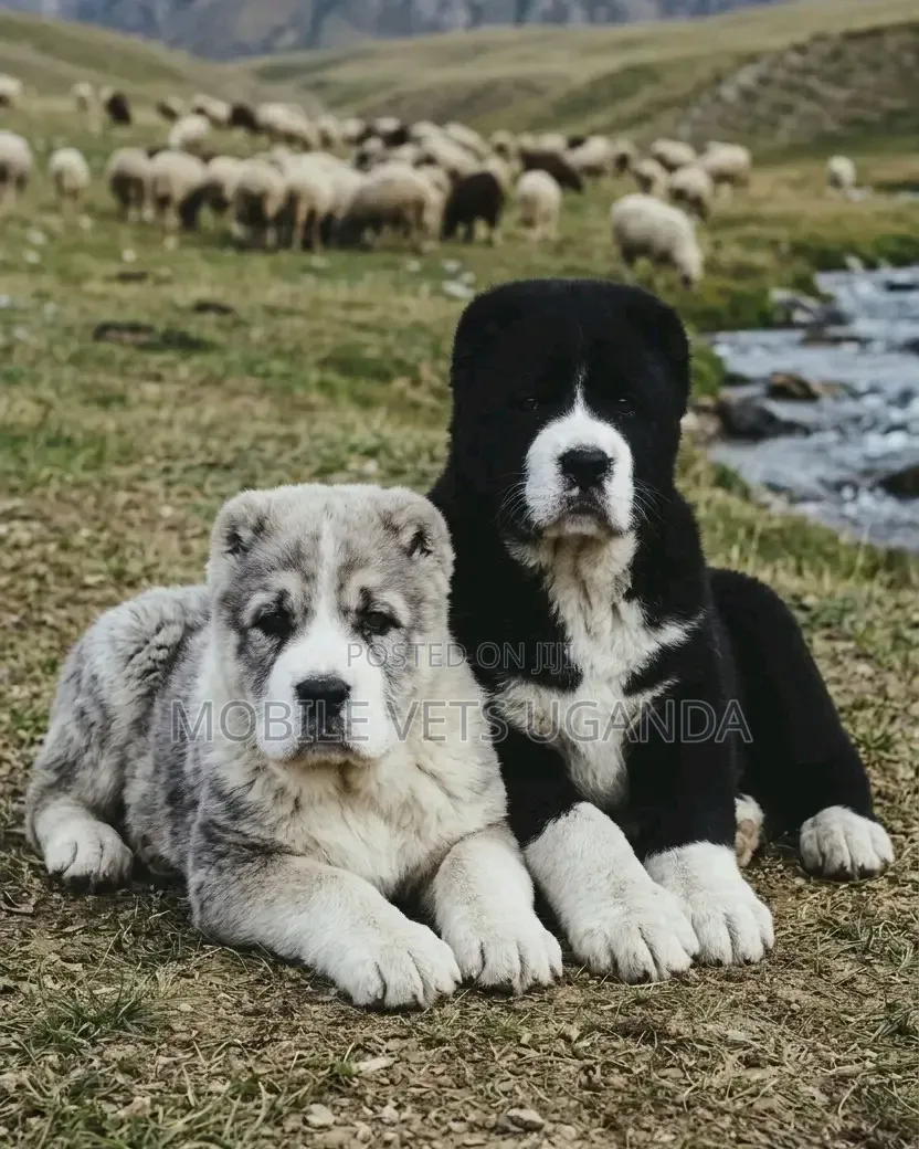 3-6 months Male Purebred Alabai