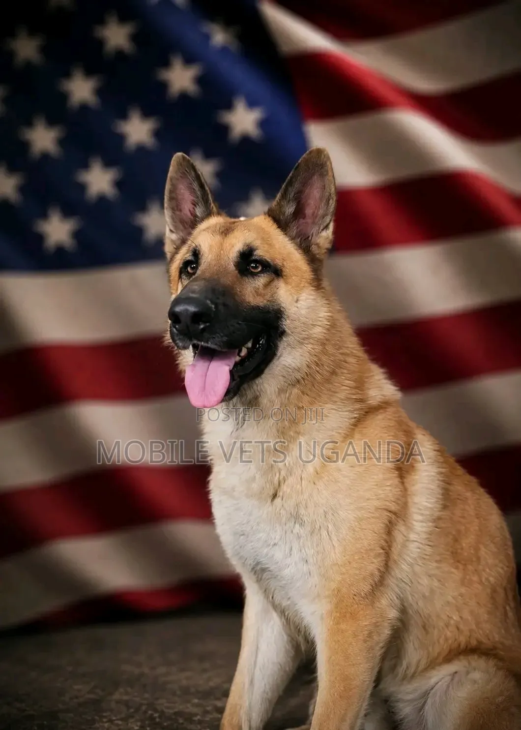 6-12 months Male Purebred German Shepherd