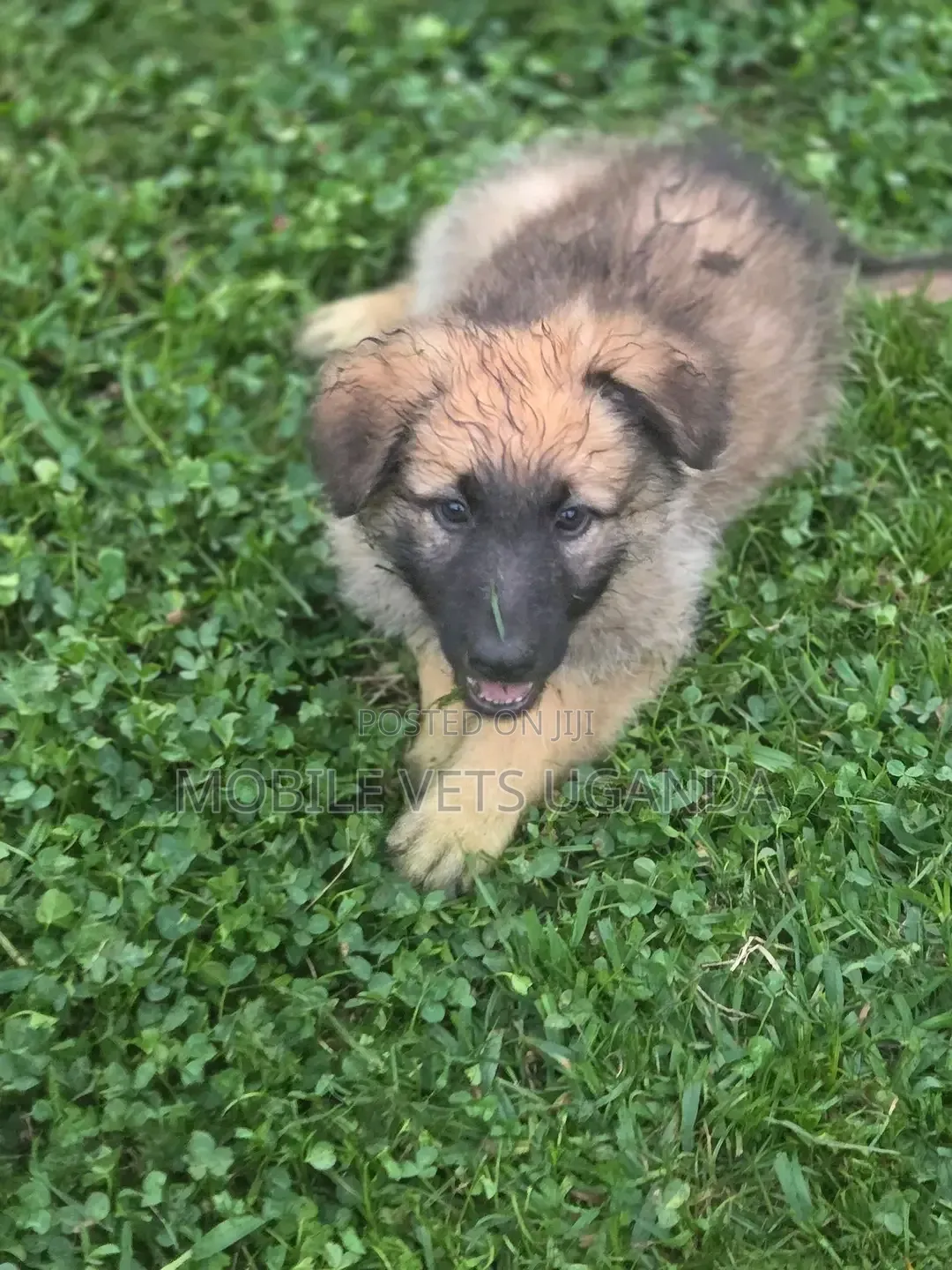1-3 months Male Purebred German Shepherd