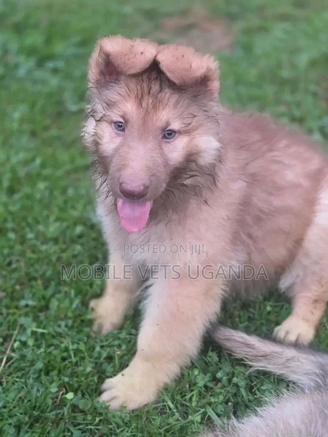 1-3 months Male Purebred German Shepherd