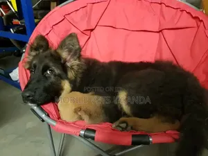 1-3 months Male Purebred German Shepherd