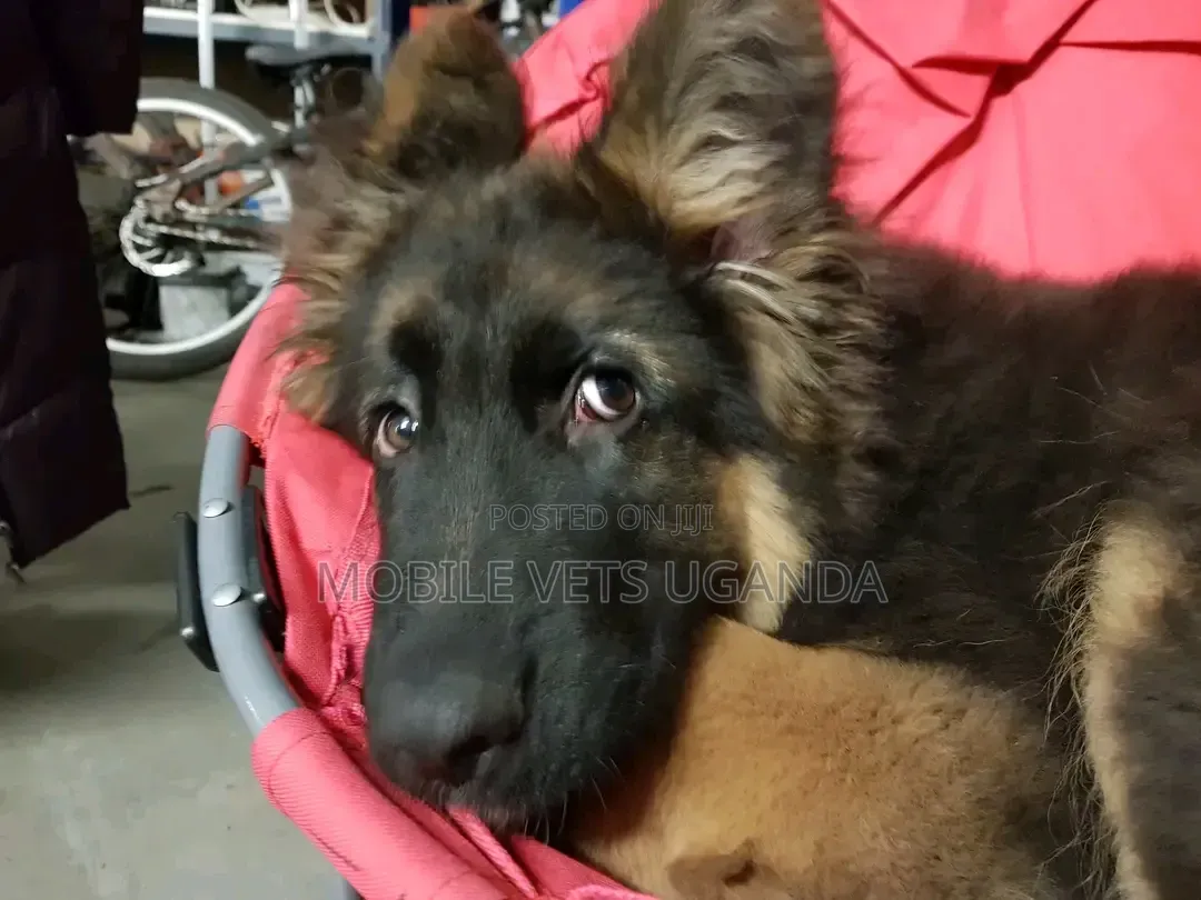 1-3 months Male Purebred German Shepherd
