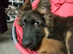 1-3 months Male Purebred German Shepherd