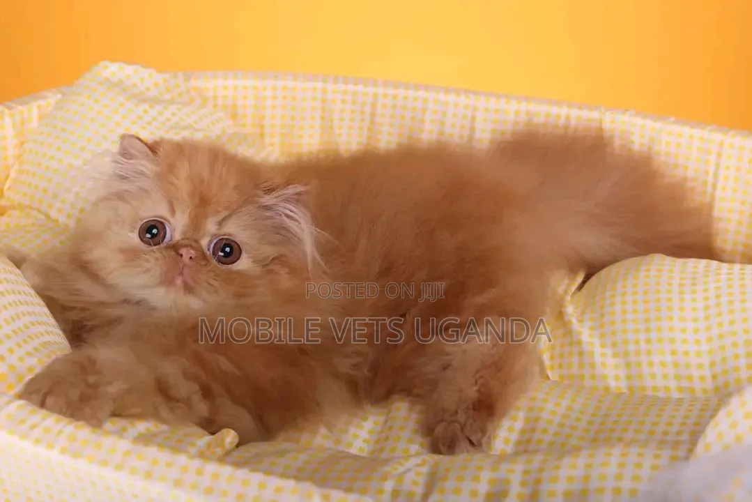 0-1 month Female Purebred Persian