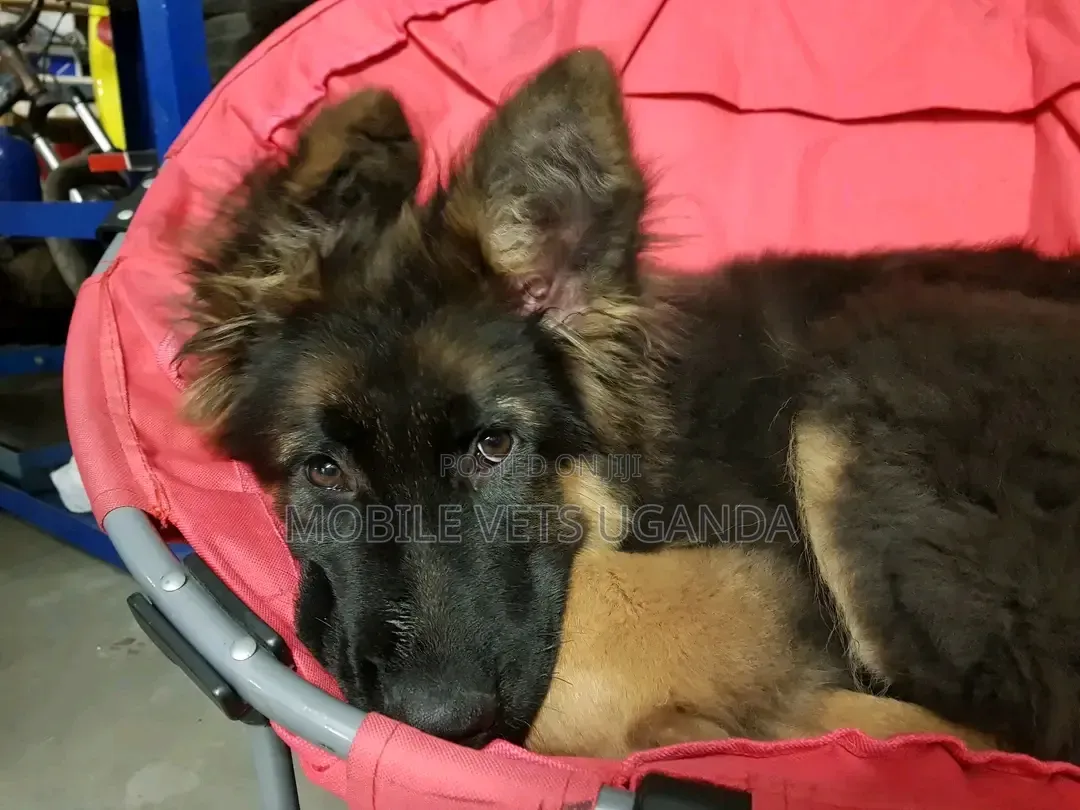3-6 months Male Purebred German Shepherd