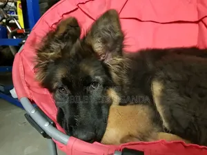 3-6 months Male Purebred German Shepherd