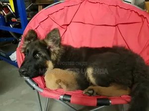 1-3 months Female Purebred German Shepherd