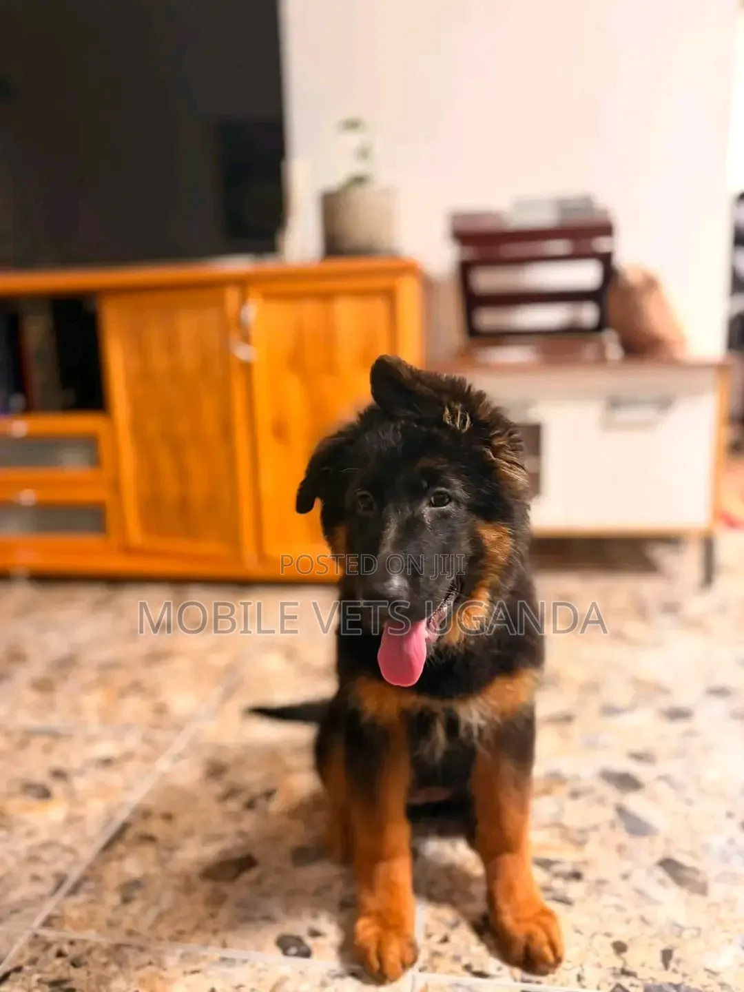 1-3 months Female Purebred German Shepherd