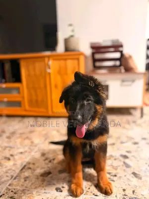 1-3 months Female Purebred German Shepherd
