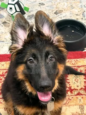 1-3 months Male Purebred German Shepherd
