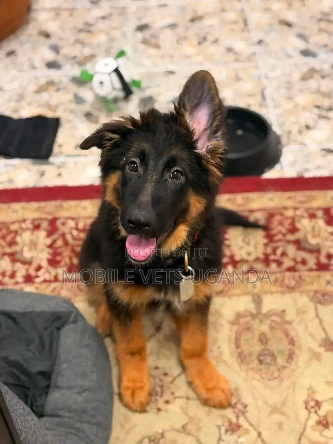 0-1 month Female Purebred German Shepherd