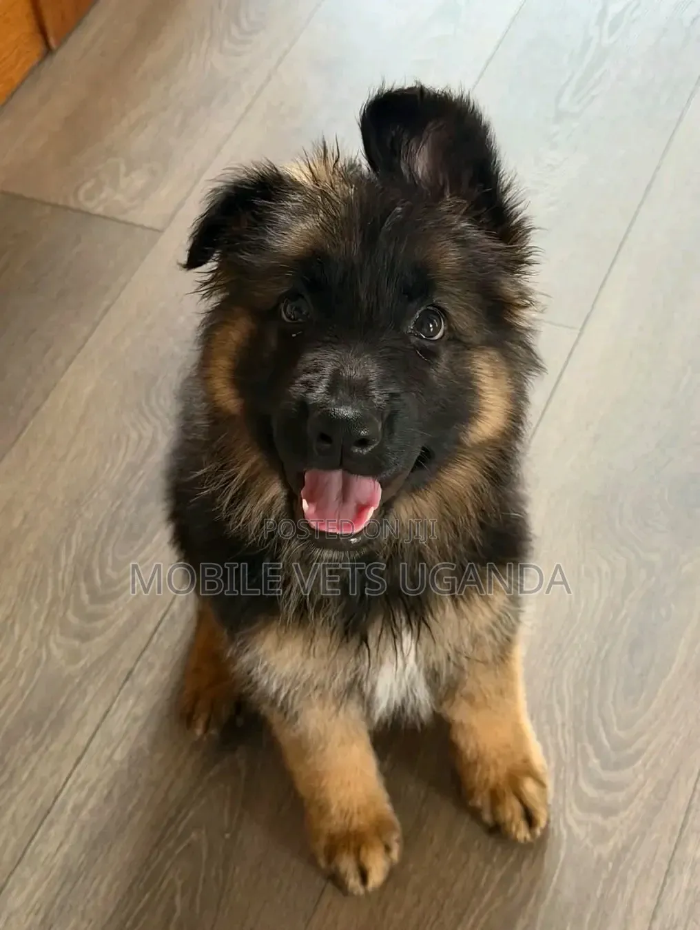 1-3 months Female Purebred German Shepherd
