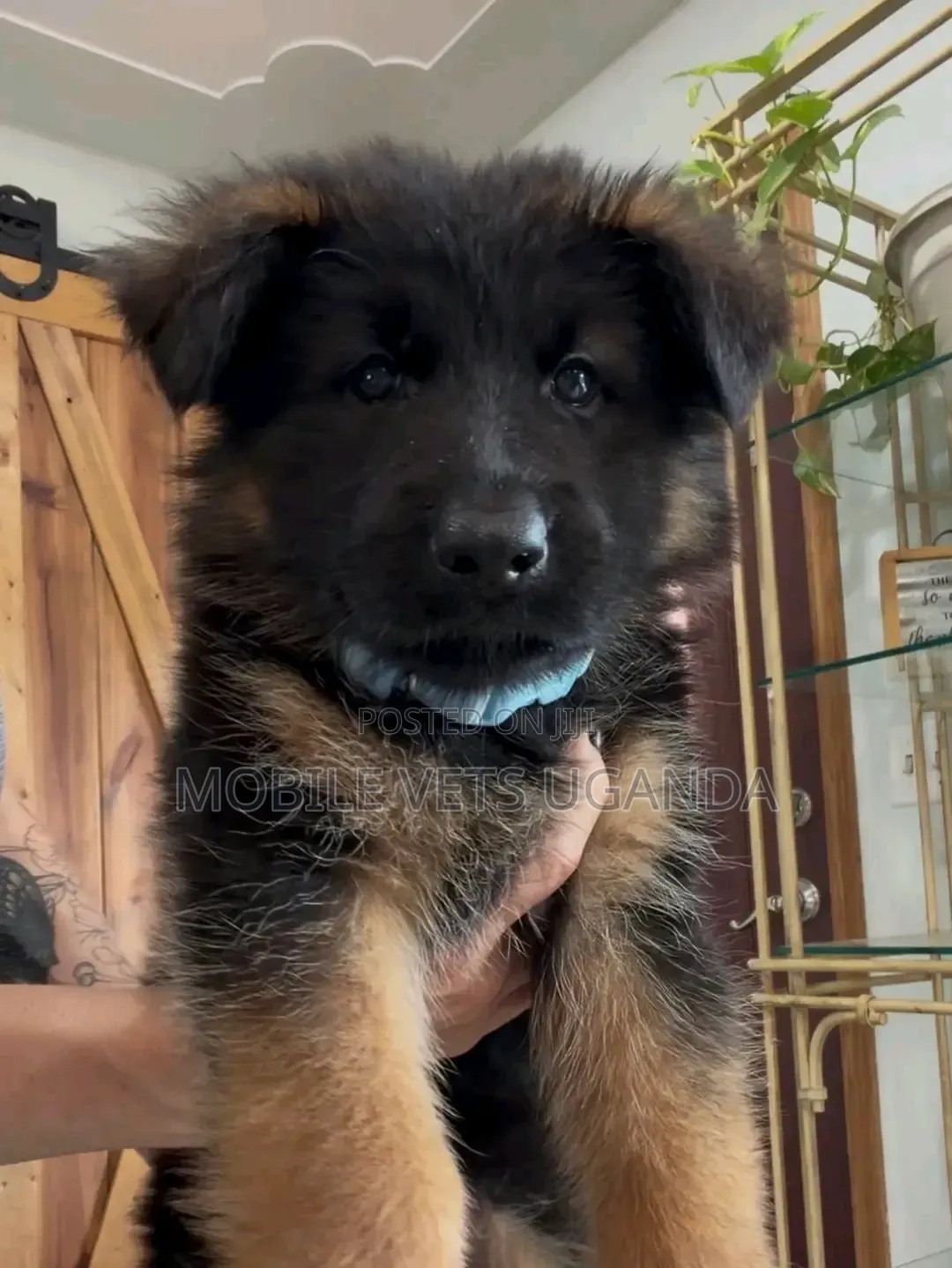 0-1 month Male Purebred German Shepherd