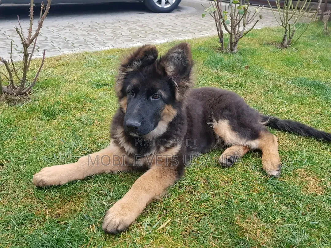 3-6 months Female Purebred German Shepherd