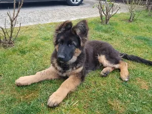 3-6 months Female Purebred German Shepherd
