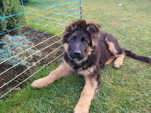 3-6 months Female Purebred German Shepherd