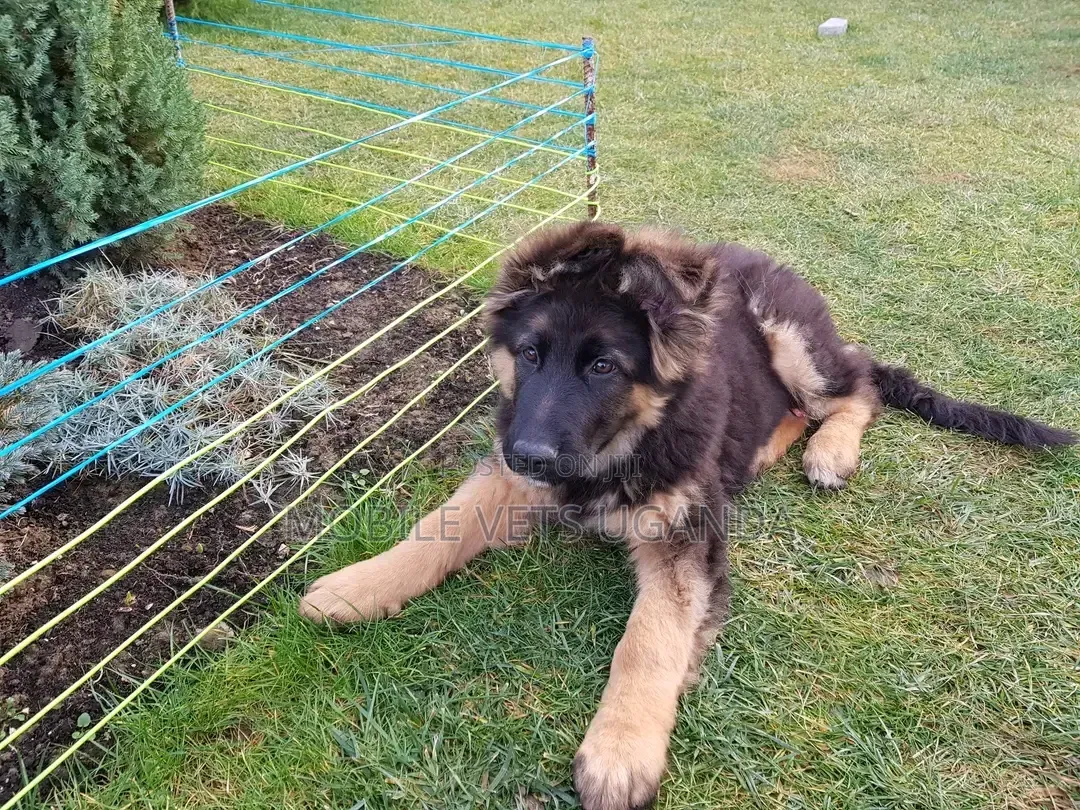 3-6 months Female Purebred German Shepherd