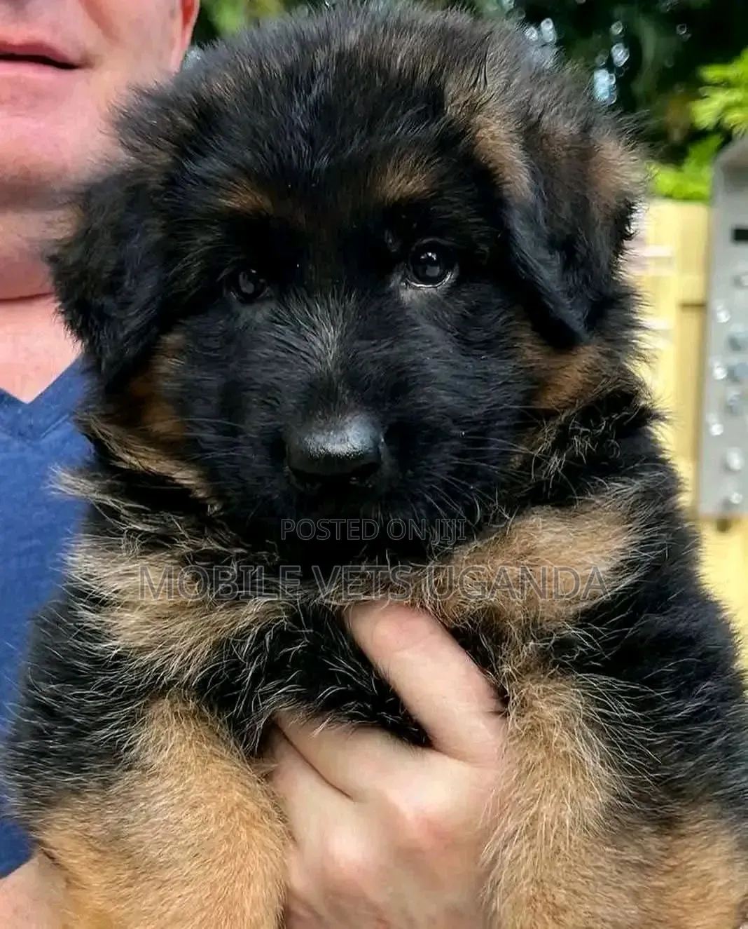 0-1 month Male Purebred German Shepherd