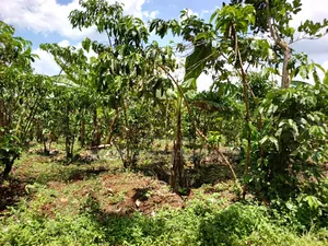 An Acre of Land on Sale in Bamunanika Luwero District