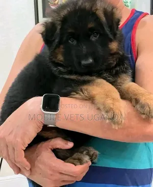 1-3 months Male Purebred German Shepherd