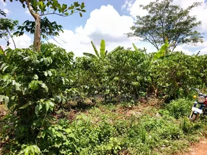 An Acre of Land on Sale in Bamunanika Luwero District