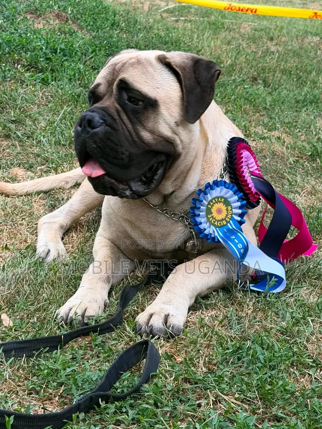 6-12 months Male Purebred Boerboel