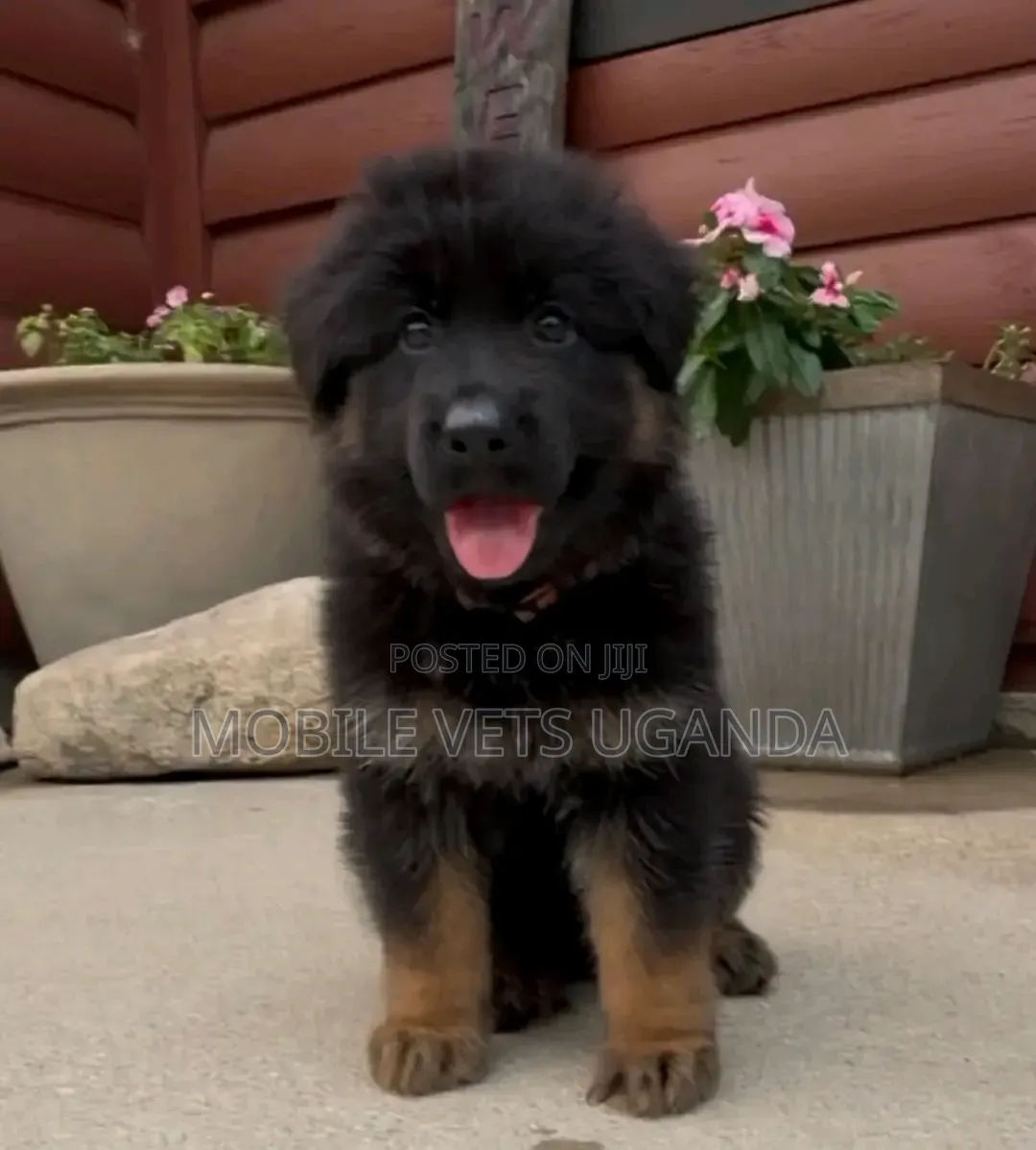 1-3 months Male Purebred German Shepherd